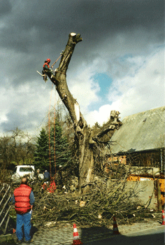 Baumpflege-3